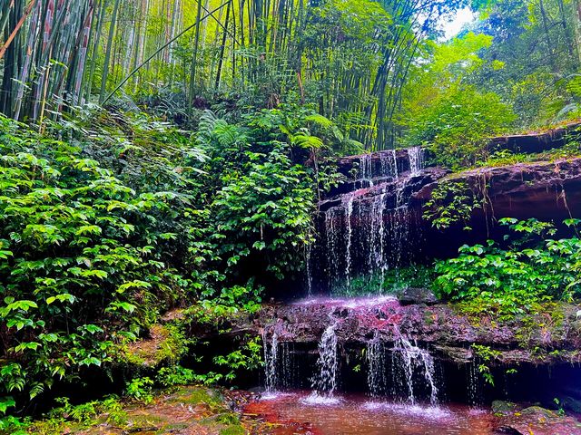 四川高鐵直達！宜賓川西竹海攻略