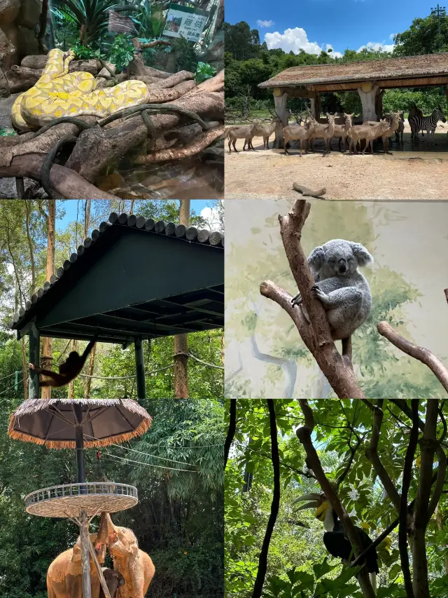 The perfect guide to Chimelong Safari Park!