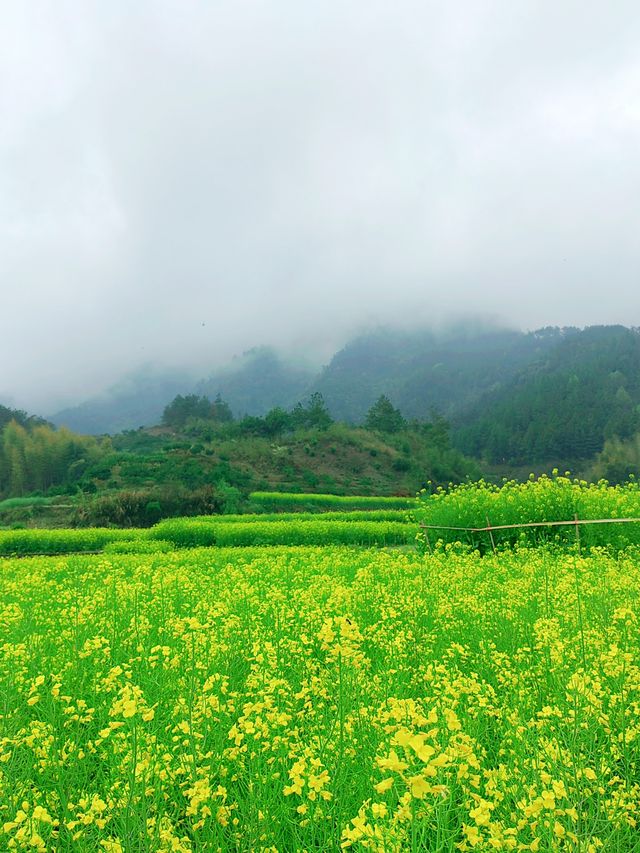 千島湖畔鰲山村，油菜花海金浪湧動