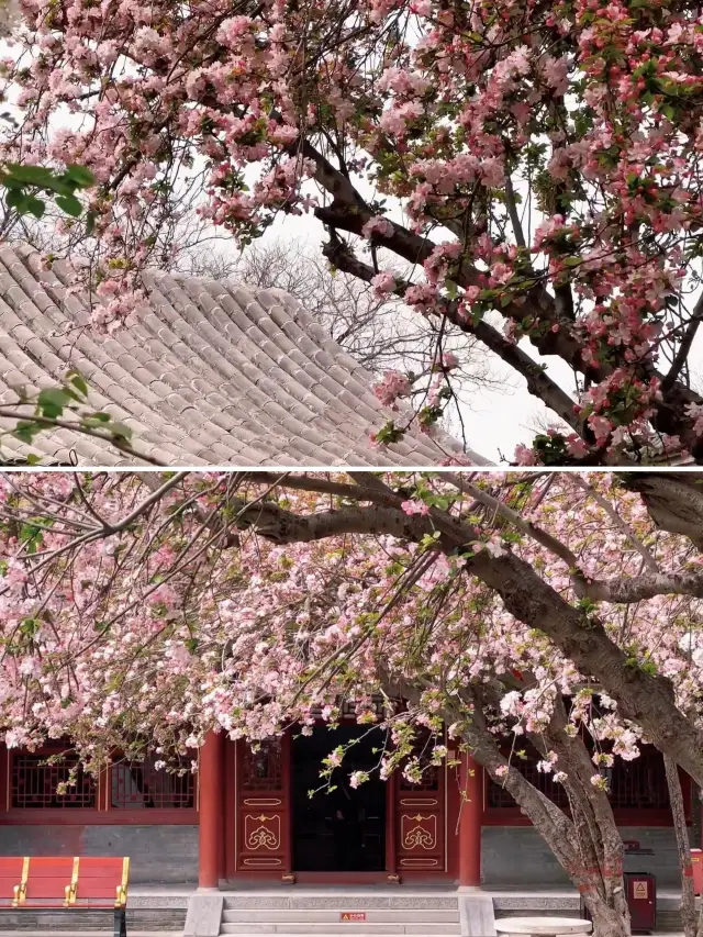 今すぐ来てください、栄国府の海棠の花が咲いています