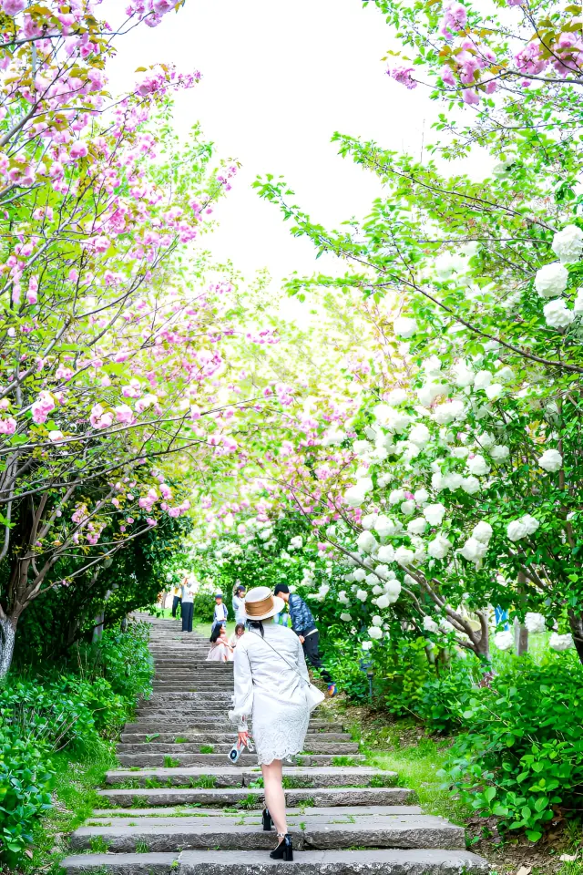 In the slanting wind and drizzle, the hydrangeas at Hangzhou's Xianghu Lake are in full bloom