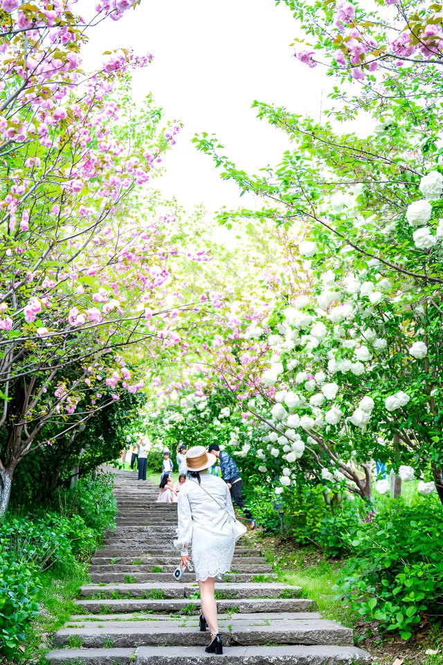 斜風細雨中，杭州湘湖繡球花開正好