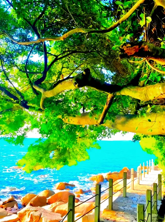 Ở Thâm Quyến! Cư dân mạng không hề nói dối tôi! Vịnh Yougan đẹp quá! !