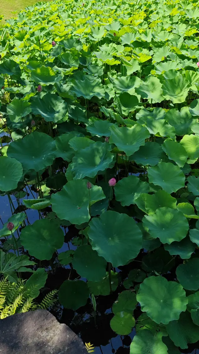 【Summer Coolness】Lotus leaves spread out, young lotuses sharp and pointed, every lotus in Houle Garden is a painting