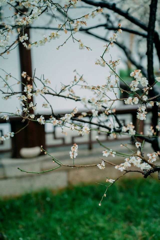 可園不僅有紅梅陰雨天的白梅也很有氛圍