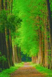 廣州超小眾綠光森林藏在天河的林間小路