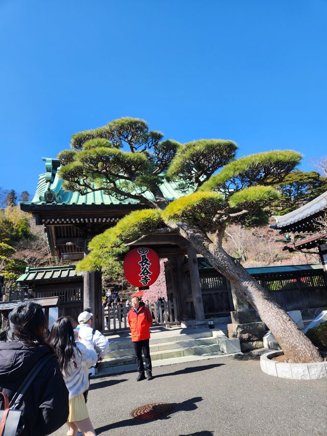 長谷寺（鎌倉）蠟梅展