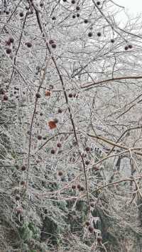 最美雪景｜春天冻雨覆蓋下的東林寺淨土苑