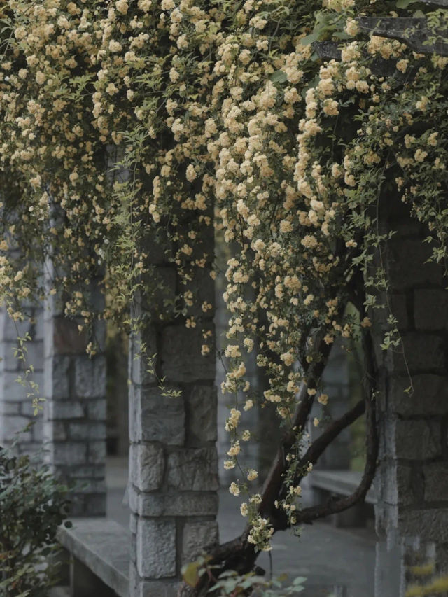 🌸 Mochou Lake: A Serene Haven in Nanjing🌿 🌅