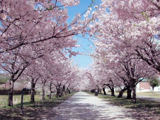 Kagamino Slow Flying Sakura