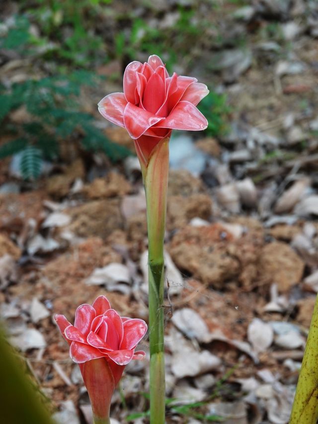 龍年足跡（26）——西雙版納熱帶花卉園