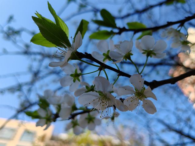 李子花開的時空