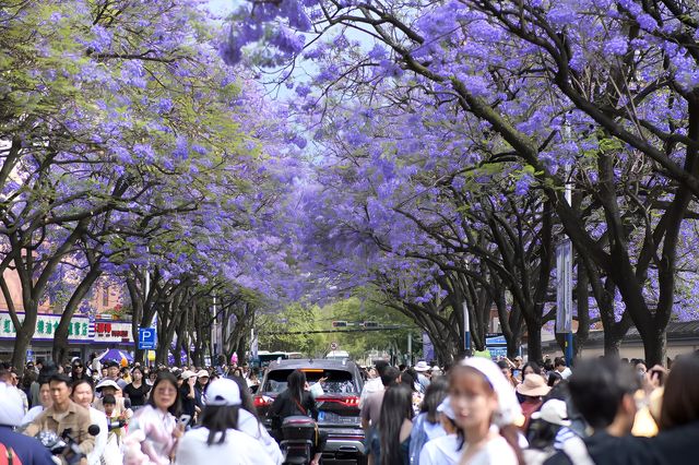 春天的使者·藍花楹