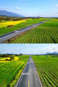 桂林·龍井村風景區丨春天來全州龍井賞油菜花海