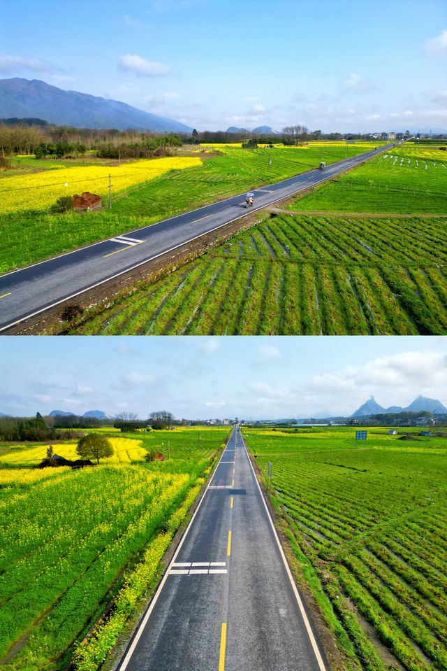 桂林·龍井村風景區丨春天來全州龍井賞油菜花海