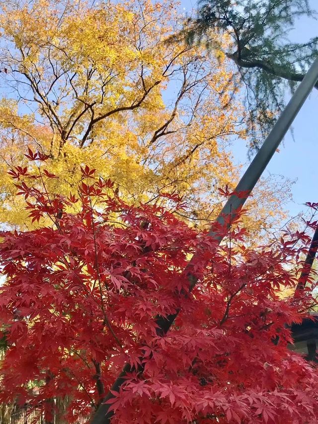 美麗上海紅園風景