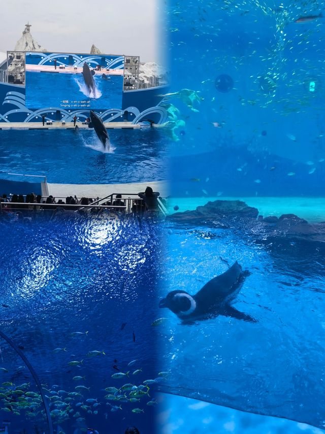 「上海海昌海洋公園」～遛娃聖地！！！