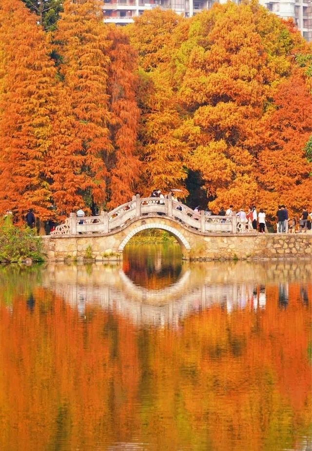 落羽杉紅了！藏在廣州市區的冬日童話森林等了一年