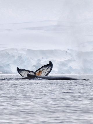 Aside from penguins and the ice sheet, it seems there's not much else in Antarctica?