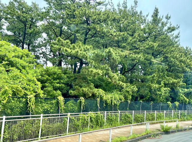 古都鎌倉Citywalk
