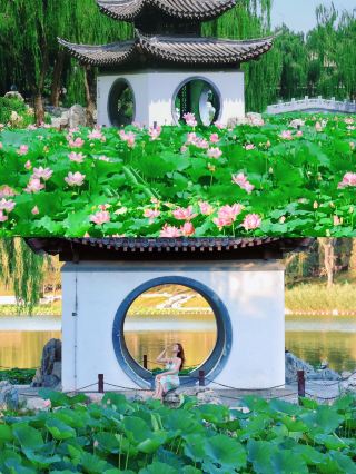 Not Suzhou! In Beijing! This is the top spot for lotus viewing, right?|||