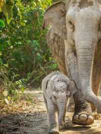 🌟 Chiang Mai's Top Must-See Attractions 🐘🌿