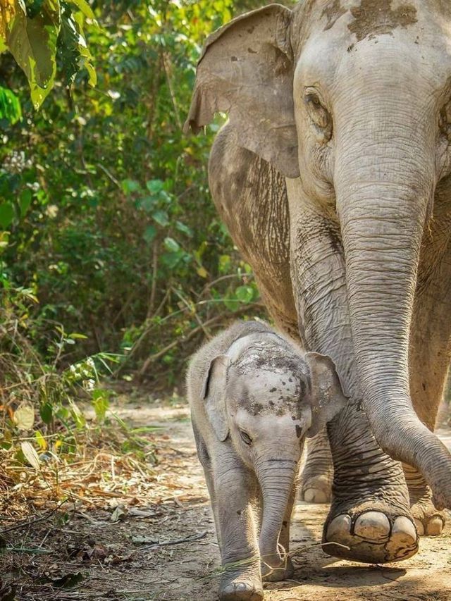 🌟 Chiang Mai's Top Must-See Attractions 🐘🌿