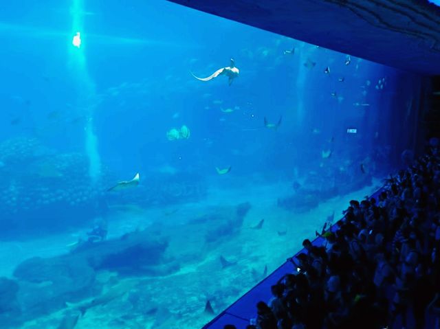 Embracing The Ocean World