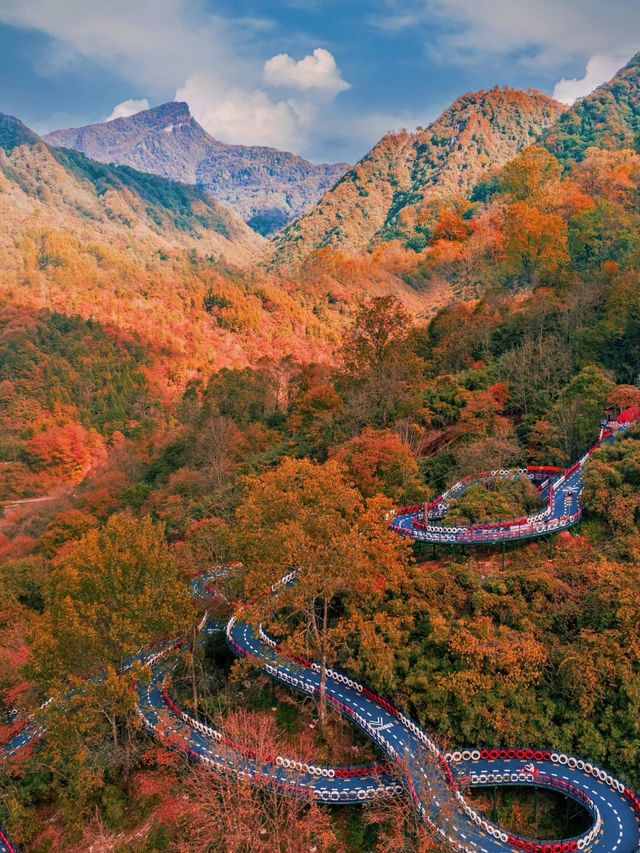 我宣布這就是四川的秋景天花板。