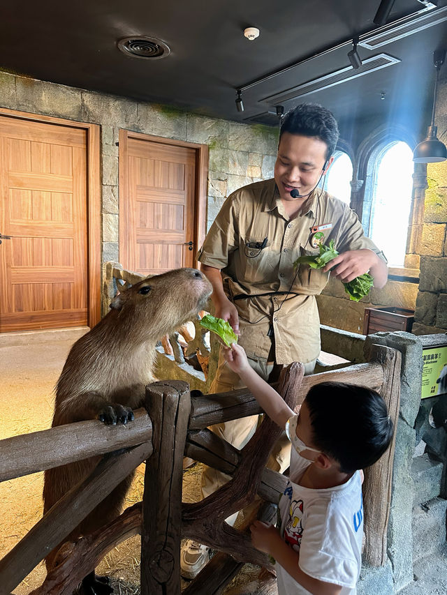 快來木星動物島，開啟奇妙之旅！