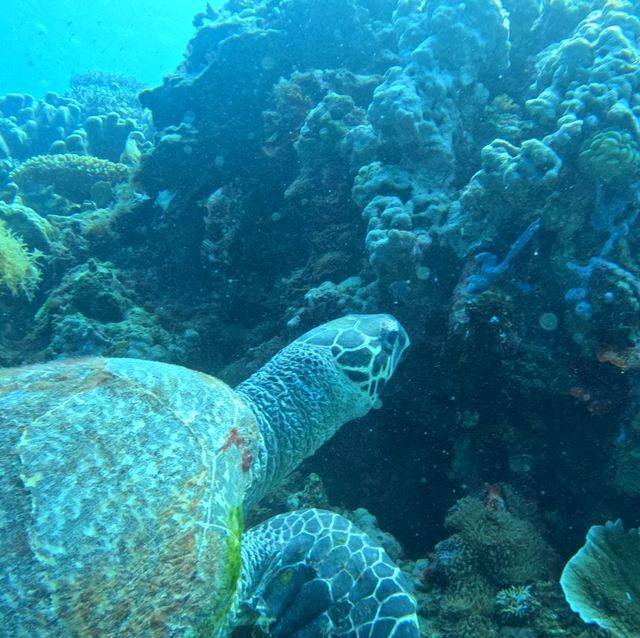 Under the sea at Doljo Beach