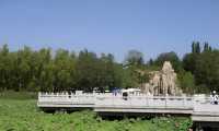 濕地之韻，白銀之美——水川濕地公園。