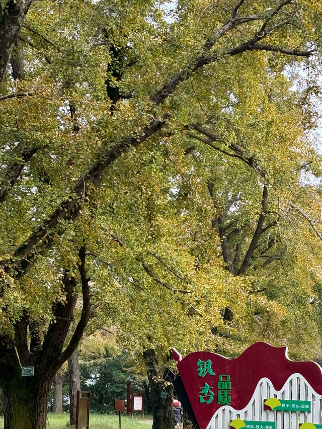 泰興｜小村莊裡的古銀杏公園。