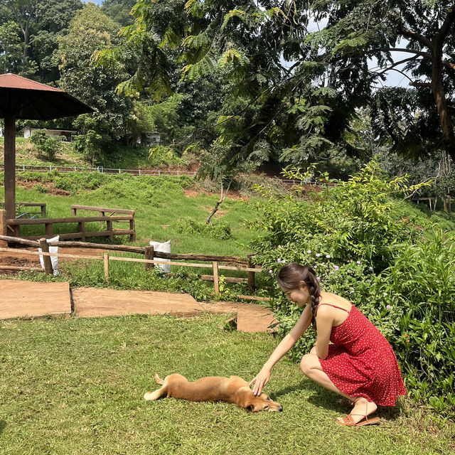코끼리를 만날 수 있는 이색 카페 🐘☕️