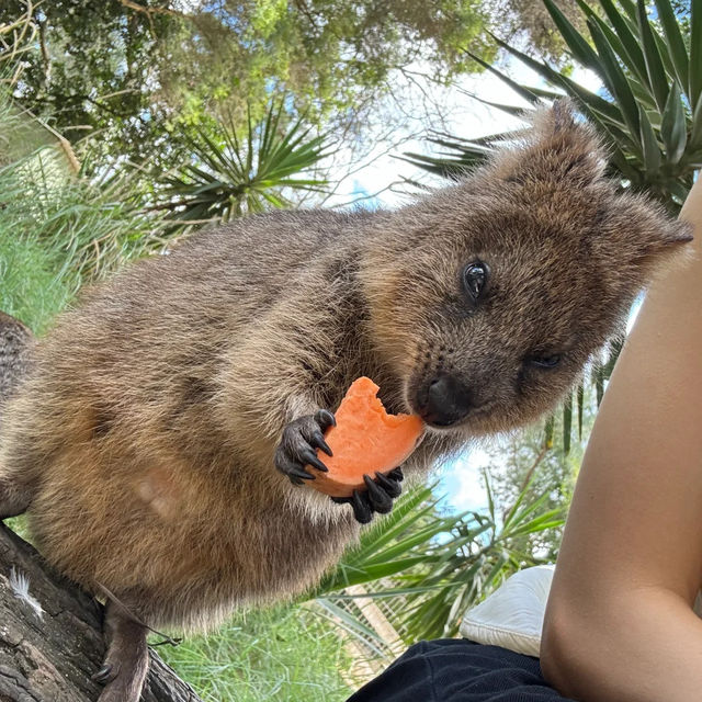 An Unforgettable Day at Featherdale Sydney Wildlife Park!