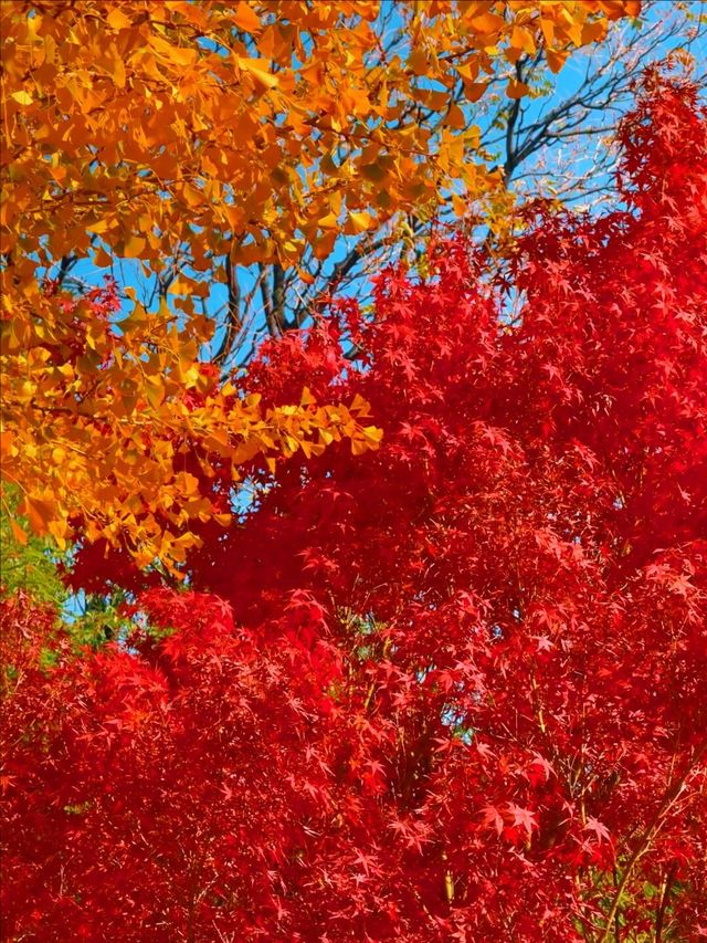 11月5日實況 紫竹院紅葉已全面登場。