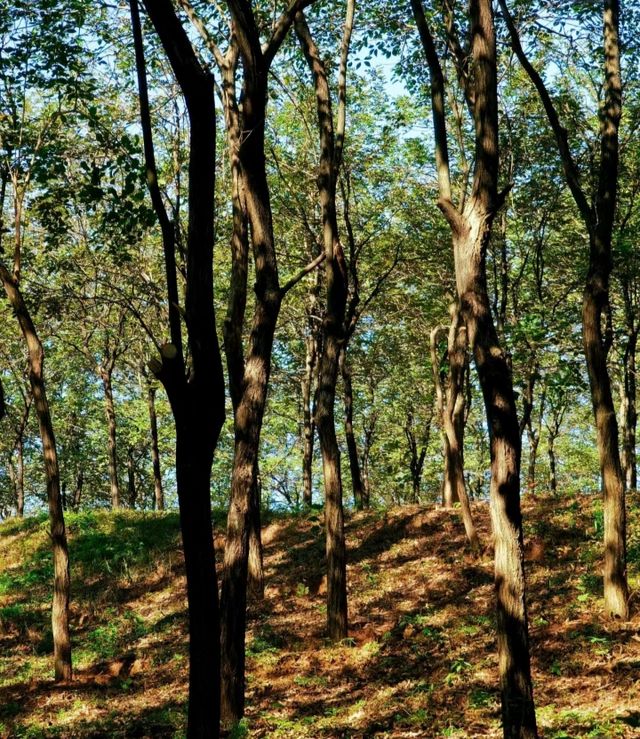 8公里輕鬆徒步：平湖生態園至甘坑古鎮。