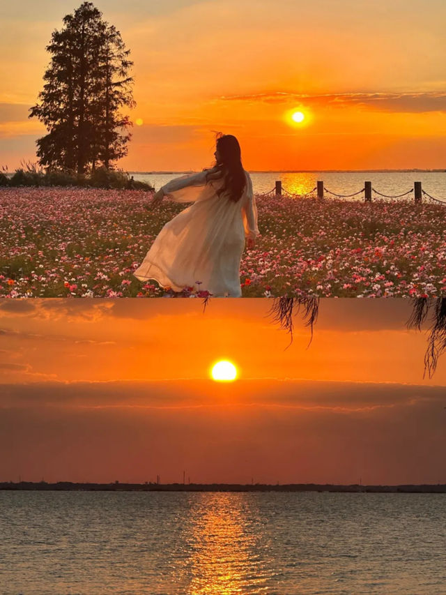 上海1小時千萬別錯過秋日淀山湖粉色花海。