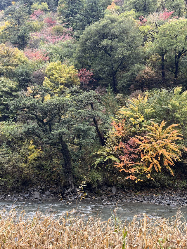 彩林路：風景在路上。