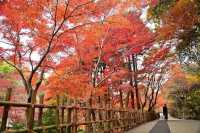 Nagoya's Higashiyama Zoo Offers Stunning Autumn Foliage