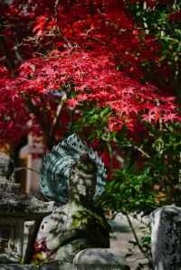 京都｜人少而至美，長岡京光明寺。
