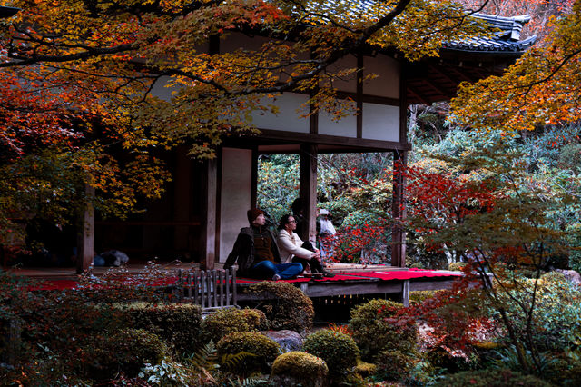 日本京都紅葉季7天攻略。