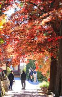 日本長野長圓寺 血紅的楓美極了。