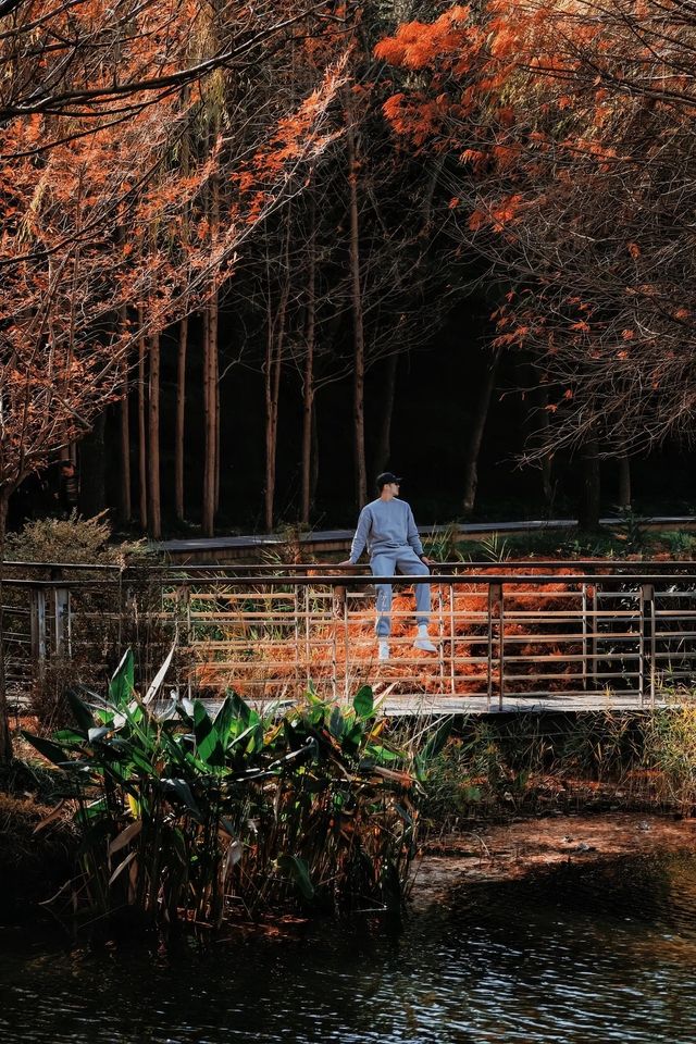 在鄭州植物園發現了浪漫的紅杉樹