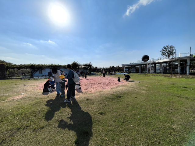 九龍灣花星球，邂逅浪漫花海奇境 