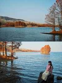 層林盡染，這片小眾紅杉林太值得