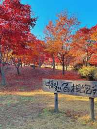 5日韓國行 滑雪新手看過來