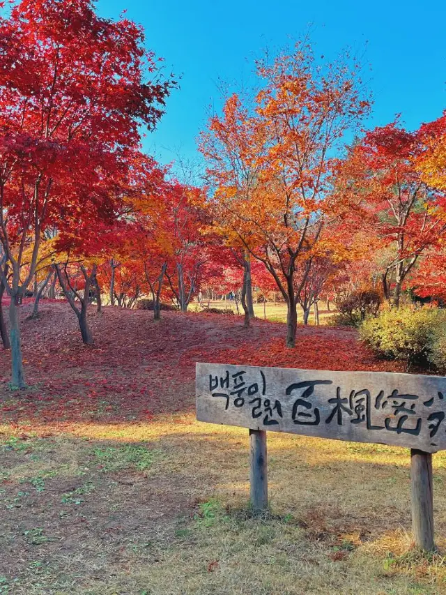 5-Day South Korea Trip: New Skiers, Listen Up!