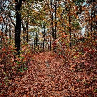 Tallgrass Prairie Preserve: A Date with Nature