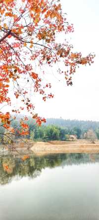 解鎖斜溪村紅樹林，感受自然的原始魅力